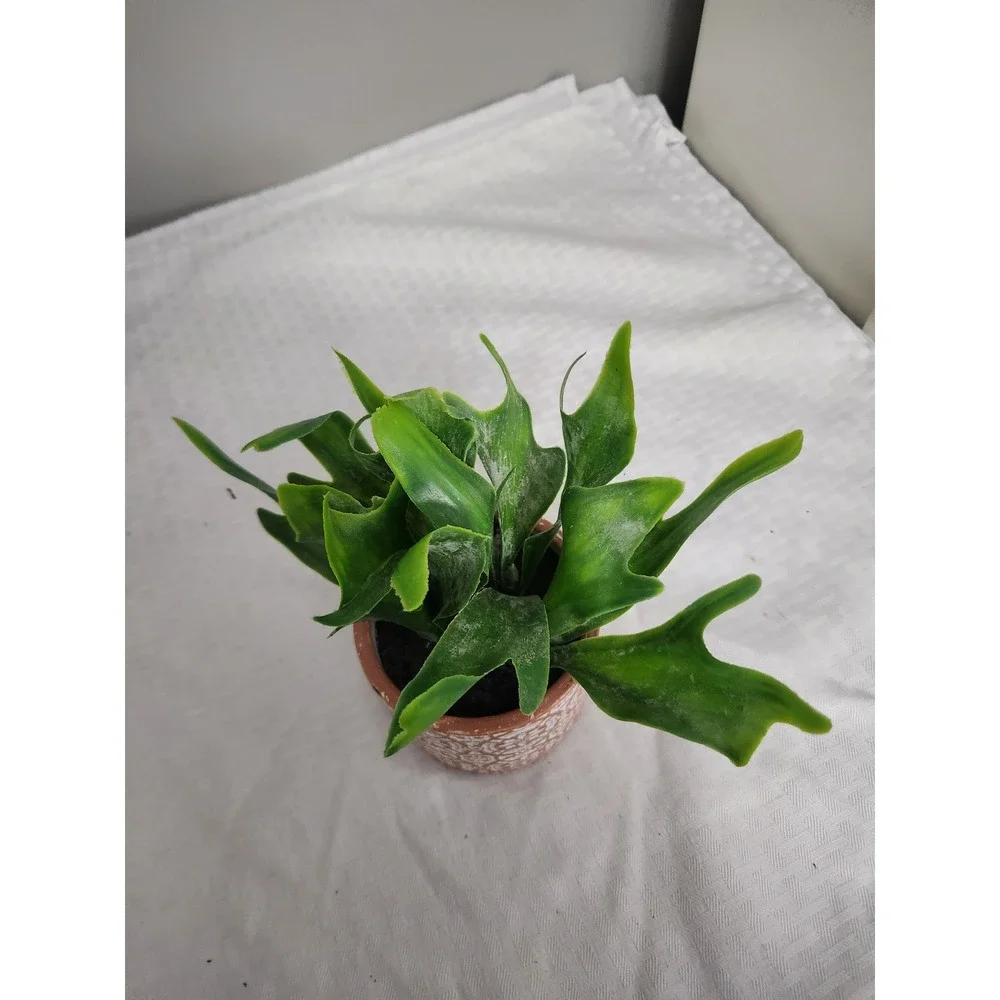 Artificial Staghorn Fern Faux Plant in Embossed Boho Ceramic Pot Green Terracott